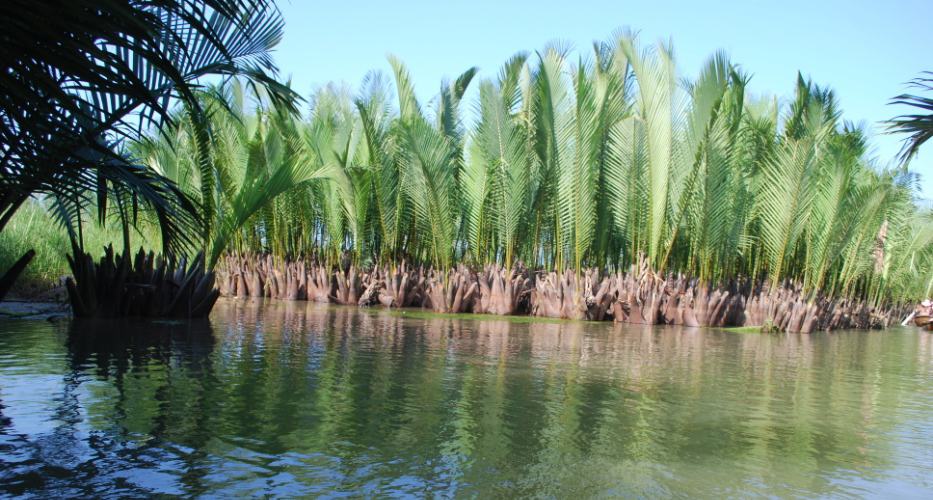 Bay Mau Coconut